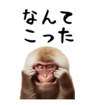 リアル猿【BIGスタンプ】（個別スタンプ：15）