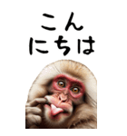 リアル猿【BIGスタンプ】（個別スタンプ：17）