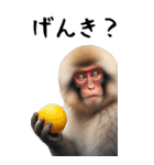 リアル猿【BIGスタンプ】（個別スタンプ：18）