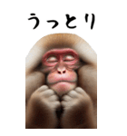 リアル猿【BIGスタンプ】（個別スタンプ：19）