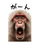 リアル猿【BIGスタンプ】（個別スタンプ：22）