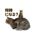 猫ミーム風キジトラ猫スタンプ（個別スタンプ：37）