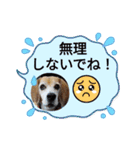 いっぱいももちゃん（個別スタンプ：11）