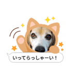いっぱいももちゃん（個別スタンプ：12）