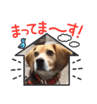いっぱいももちゃん（個別スタンプ：14）