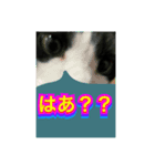 いろいろ✖️カオス✖️ネコ✖️パート4（個別スタンプ：1）