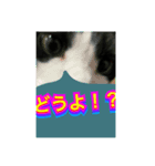 いろいろ✖️カオス✖️ネコ✖️パート4（個別スタンプ：2）
