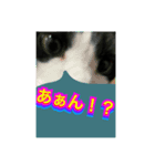 いろいろ✖️カオス✖️ネコ✖️パート4（個別スタンプ：3）