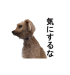 チェロわん（個別スタンプ：2）