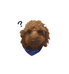 チェロわん（個別スタンプ：4）