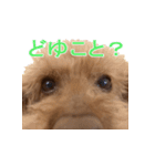 チェロわん（個別スタンプ：5）