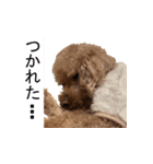 チェロわん（個別スタンプ：7）