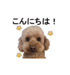 チェロわん（個別スタンプ：9）