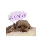 チェロわん（個別スタンプ：12）