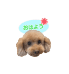 チェロわん（個別スタンプ：13）