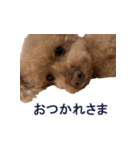 チェロわん（個別スタンプ：15）