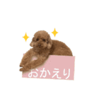 チェロわん（個別スタンプ：16）