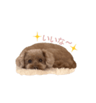 チェロわん（個別スタンプ：19）
