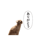 チェロわん（個別スタンプ：20）