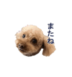 チェロわん（個別スタンプ：24）