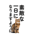 【デカ文字BIG】猫写真の敬語スタンプ.（個別スタンプ：2）