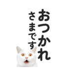 【デカ文字BIG】猫写真の敬語スタンプ.（個別スタンプ：5）