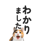 【デカ文字BIG】猫写真の敬語スタンプ.（個別スタンプ：7）
