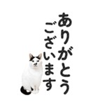 【デカ文字BIG】猫写真の敬語スタンプ.（個別スタンプ：8）