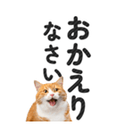 【デカ文字BIG】猫写真の敬語スタンプ.（個別スタンプ：12）