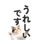 【デカ文字BIG】猫写真の敬語スタンプ.（個別スタンプ：24）