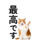 【デカ文字BIG】猫写真の敬語スタンプ.（個別スタンプ：27）