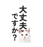 【デカ文字BIG】猫写真の敬語スタンプ.（個別スタンプ：29）