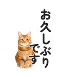 【デカ文字BIG】猫写真の敬語スタンプ.（個別スタンプ：33）
