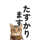 【デカ文字BIG】猫写真の敬語スタンプ.（個別スタンプ：34）