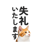 【デカ文字BIG】猫写真の敬語スタンプ.（個別スタンプ：38）