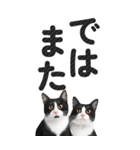 【デカ文字BIG】猫写真の敬語スタンプ.（個別スタンプ：39）