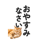 【デカ文字BIG】猫写真の敬語スタンプ.（個別スタンプ：40）