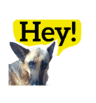 【英語版】ジャーマンシェパード犬（個別スタンプ：9）