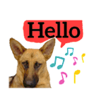 【英語版】ジャーマンシェパード犬（個別スタンプ：10）