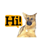 【英語版】ジャーマンシェパード犬（個別スタンプ：11）