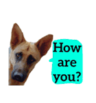 【英語版】ジャーマンシェパード犬（個別スタンプ：12）