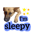 【英語版】ジャーマンシェパード犬（個別スタンプ：17）