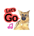 【英語版】ジャーマンシェパード犬（個別スタンプ：19）