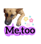 【英語版】ジャーマンシェパード犬（個別スタンプ：21）