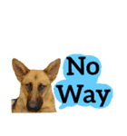 【英語版】ジャーマンシェパード犬（個別スタンプ：25）
