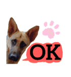 【英語版】ジャーマンシェパード犬（個別スタンプ：26）