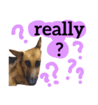 【英語版】ジャーマンシェパード犬（個別スタンプ：27）