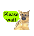 【英語版】ジャーマンシェパード犬（個別スタンプ：28）