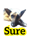 【英語版】ジャーマンシェパード犬（個別スタンプ：30）