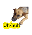 【英語版】ジャーマンシェパード犬（個別スタンプ：34）